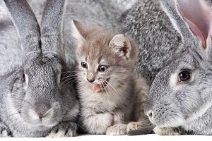 Les photos de chats ont la cote sur Google+.