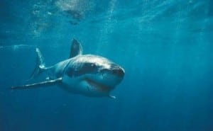 Photo-cables-sous-marins-internet-menace-requins-Google_1408281641_300x