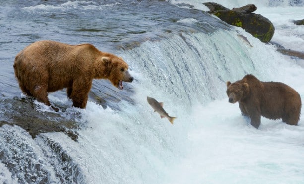 photo-Google-Earth-Alaska-video-live-videos-en-direct-ours_1499499371_600x